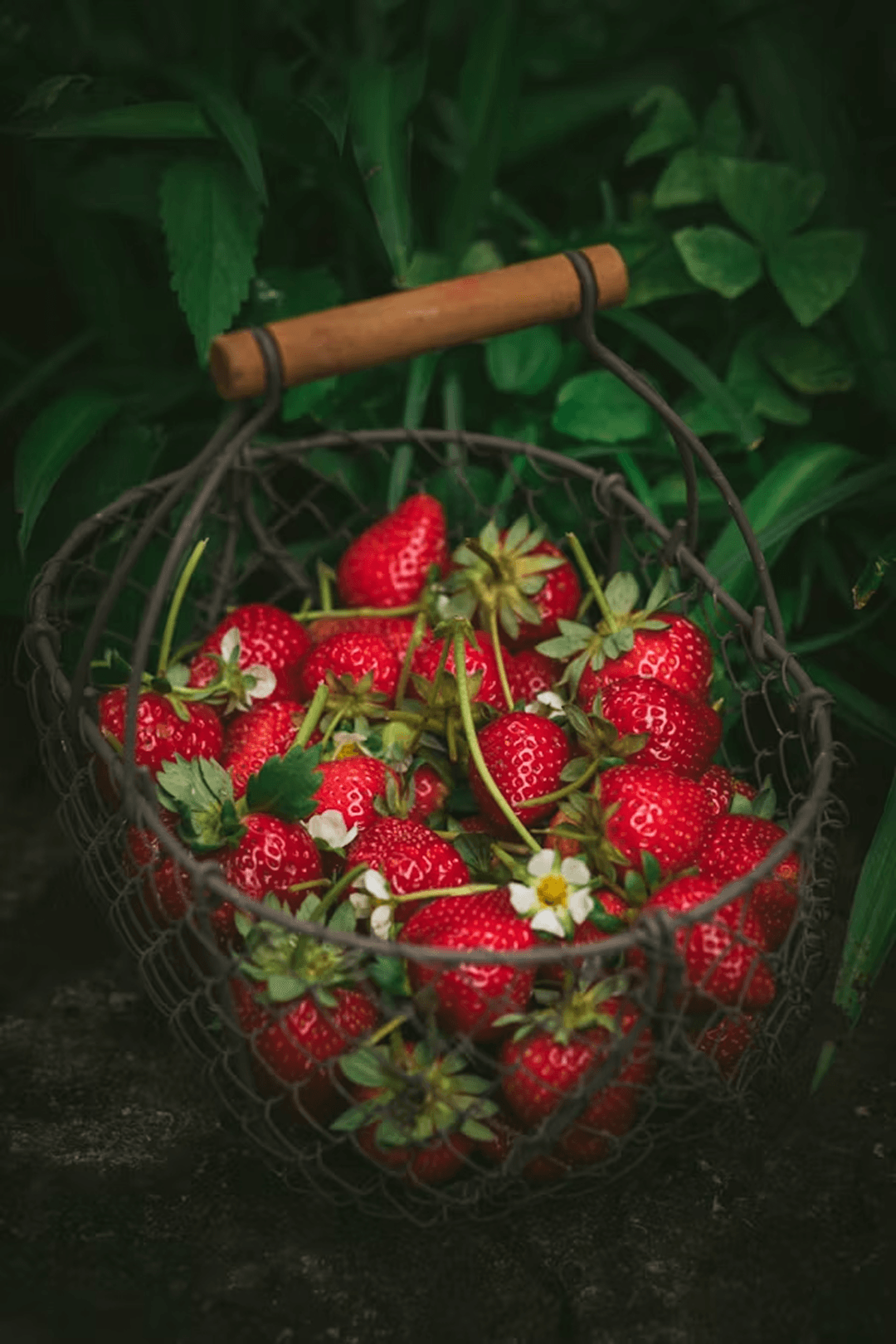 Sun-Ripened Strawberries